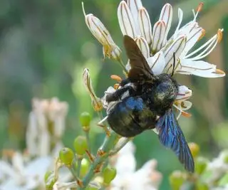 Hvordan bli kvitt snekkerbier – 7 ekspertløsninger for å avskrekke disse gravende skadedyrene fra hagen din