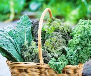 Sklizeň kapusty v košíku