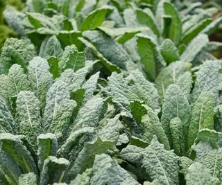 Jak sklízet kapustu, aby stále rostla – naši odborníci odhalují cesty k maximální úrodě