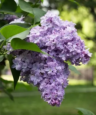 grandes fleurs violet pâle d'un arbuste lilas