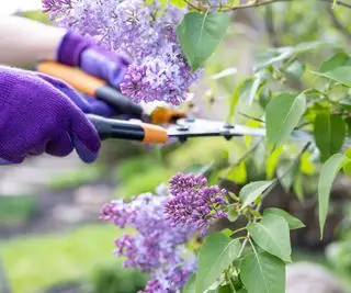 Une personne coupant un lilas avec des cisailles de jardin