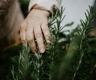 Prerezávanie rozmarínu