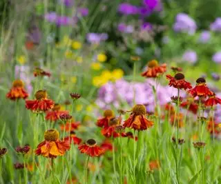 Tmavo oranžové helenium vo veľkom záhone