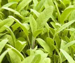 Feuilles de sauge commune