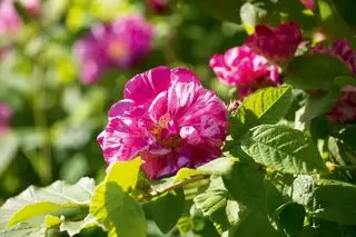 wie man Rosenstecklinge nimmt