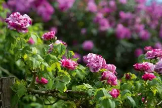 So ernten Sie Rosenstecklinge – Tipps zur Rosenvermehrung