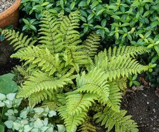 Planta de jardín delantero abriendo frondas en la parte sombreada del jardín