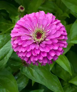 prince violet zinnia elegans