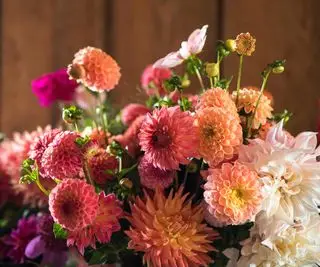 couper des dahlias