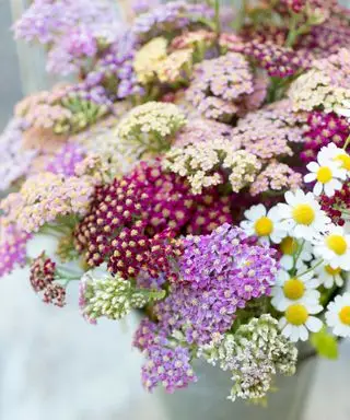 millefeuille série coucher de soleil dans un vase