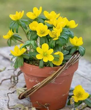 Vinterakonitter i potte