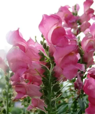 snapdragons i fuldt flor