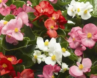rød hvid og pink voksagtig begonia semperflorens Topspin Mix