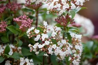 Viburnum tinus i blomst