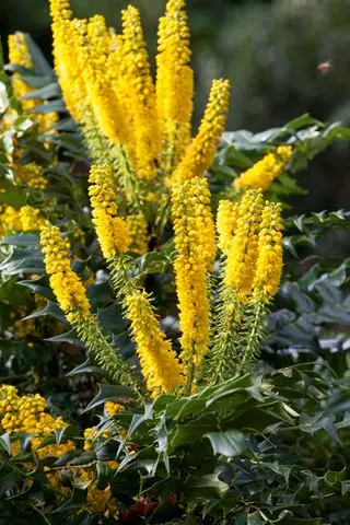Mahonia med gule blomster