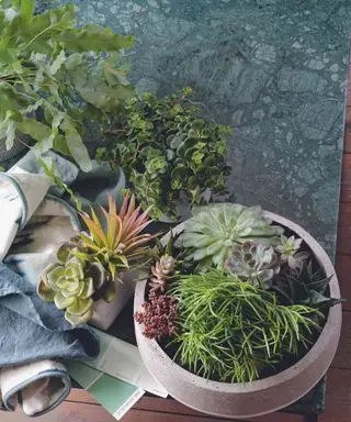 Utvalg av potteplanter og sukkulenter i forskjellige former og grønne farger i plantekasse på gråblå marmorert arbeidsflate