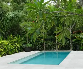 בריכה ושתילת מיאמי