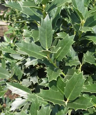 참나무 잎 홀리