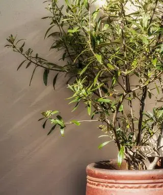 냄비에 올리브 나무