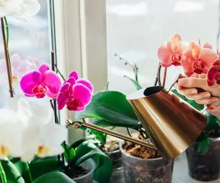 Cómo fertilizar orquídeas para obtener plantas de interior saludables y los mejores alimentos para usar