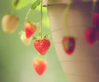 Fresas pequeñas colgando del borde de una maceta