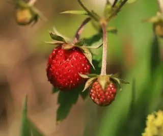 Fresas pequeñas colgando del tallo de la planta