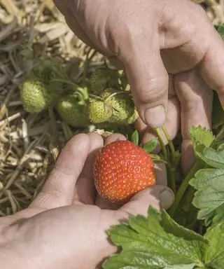 Cuándo recoger fresas y cómo saber cuándo están maduras