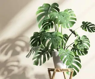 pianta di monstera sulle feci