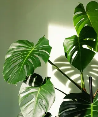 Pourquoi mon monstera tombe-t-il ? Les experts révèlent 5 raisons courantes