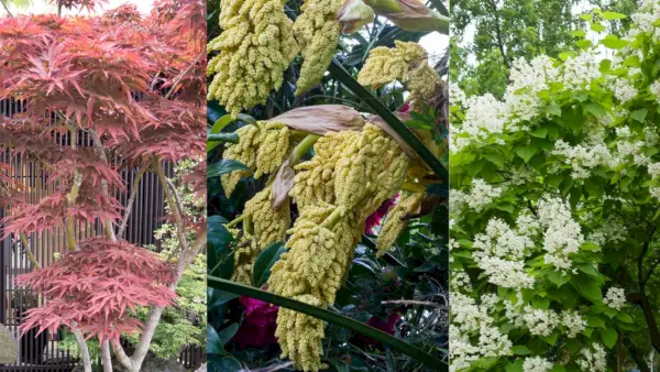 8 av de beste trærne med lite vedlikehold for å få en bakgård til å se dyr ut