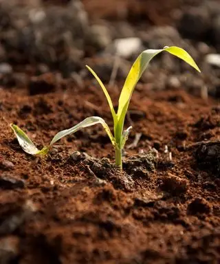 Kaffegrums omkring en voksende plante