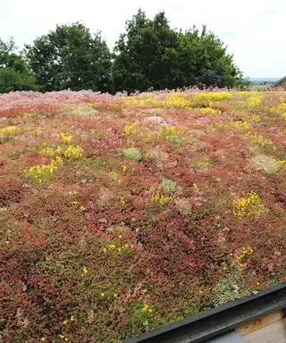 toit de sedum sur un bâtiment en bois