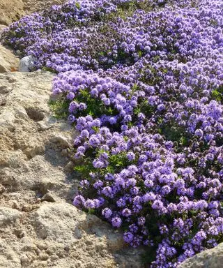thym rampant violet poussant sur les rochers