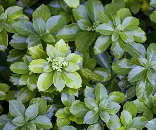 Close-up de pachysandra ou euphorbe japonaise