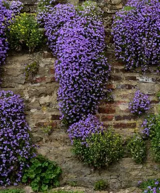 fleurs violettes d'aubretia poussant sur un mur de pierre