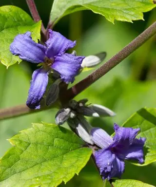 fleur pourpre de clématite herbacée - Clematis tubulosa
