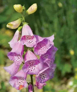 Digitali in crescita