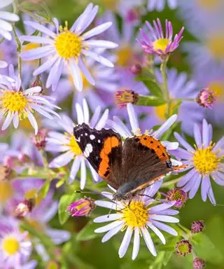 aster květina s motýl na květu