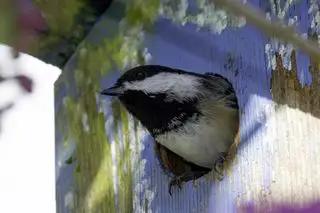 chickadee opouštějící malovanou ptačí budku