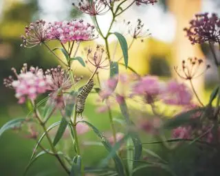 milkweed v květu s monarchou housenka motýla na něm