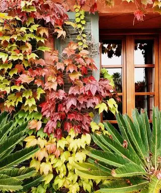 Okno obklopené zelení v červených a zelených tónech