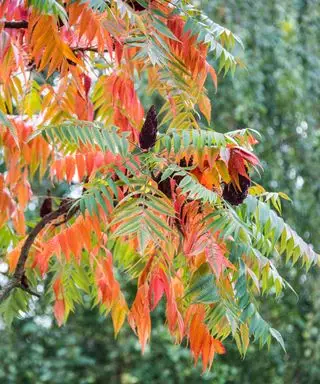 škumpa lesní jako rostlina pro ptáky