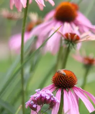 třapatka nebo echinacea