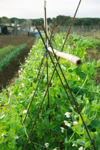 quand cueillir des haricots verts et des haricots nains