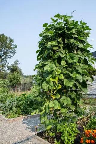 quand cueillir des haricots verts et des haricots nains