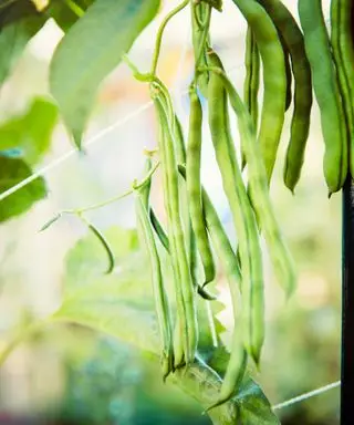 haricots verts poussant sur une vigne