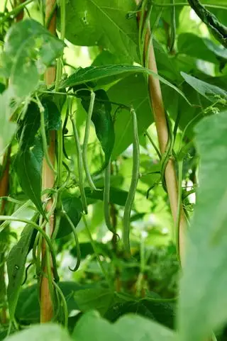 Quand cueillir des haricots verts – pour des gousses croustillantes et sucrées