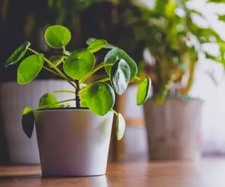 Dlaczego liście mojej chińskiej rośliny pieniężnej zwijają się? I jak je naprawić