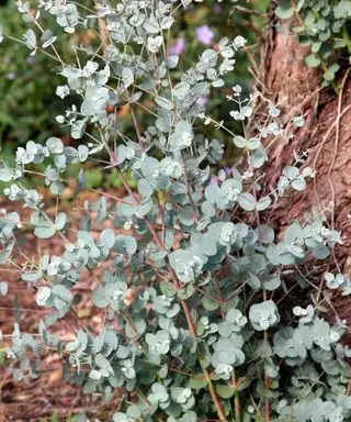 Eucalyptus poussant à côté d’un tronc d’arbre