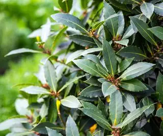 Gros plan du laurier (Laurus nobilis)